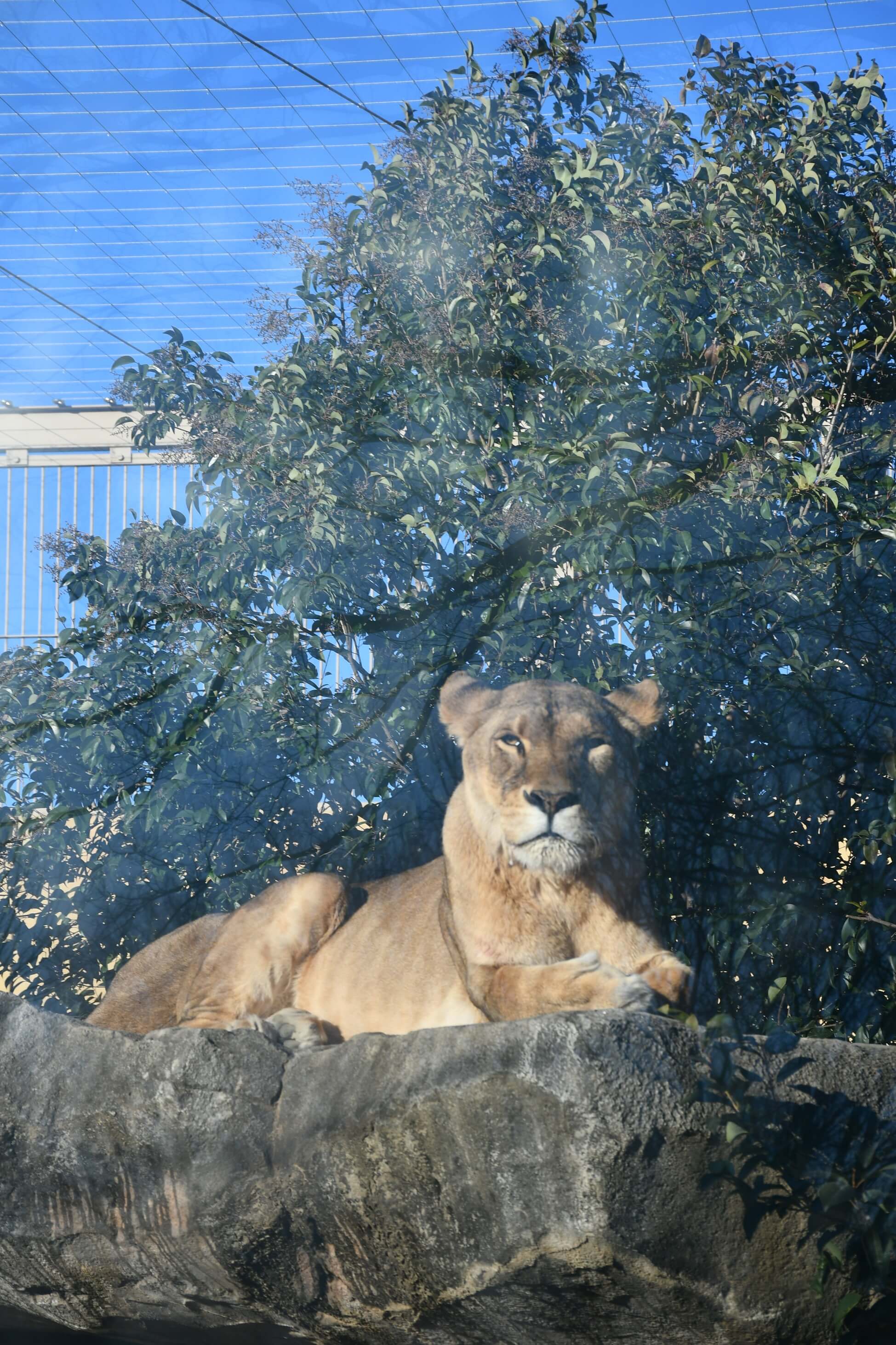 東武動物公園　2019年　2月1日