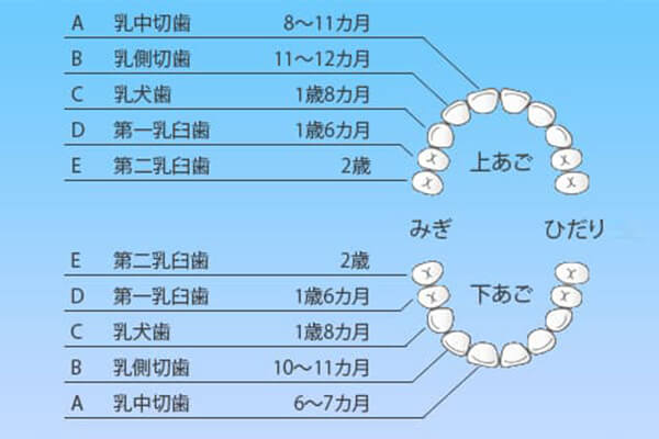 乳歯の生える時期と本数